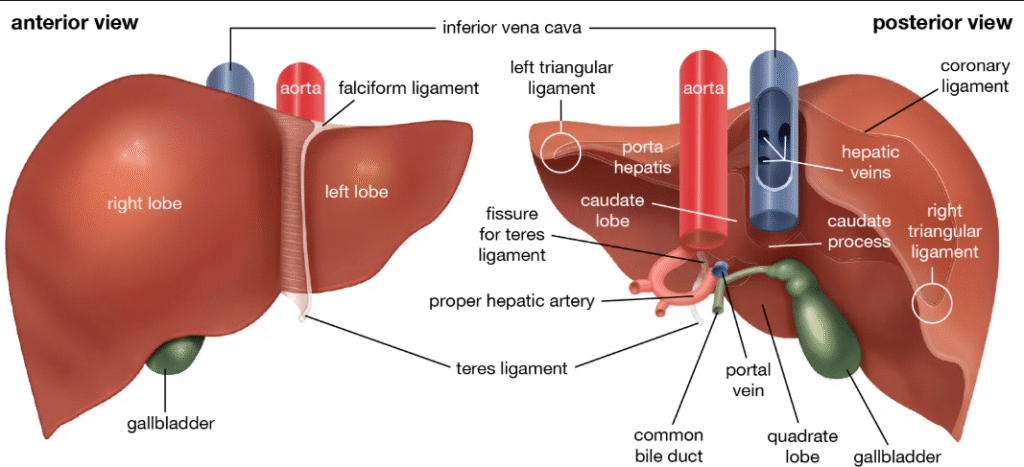 Liver Specialist in Narsingi 